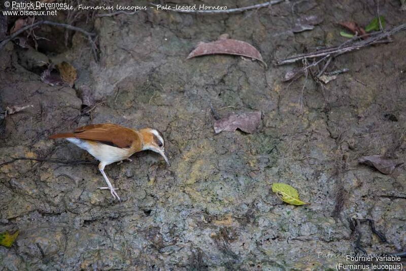 Pale-legged Hornero, identification, habitat