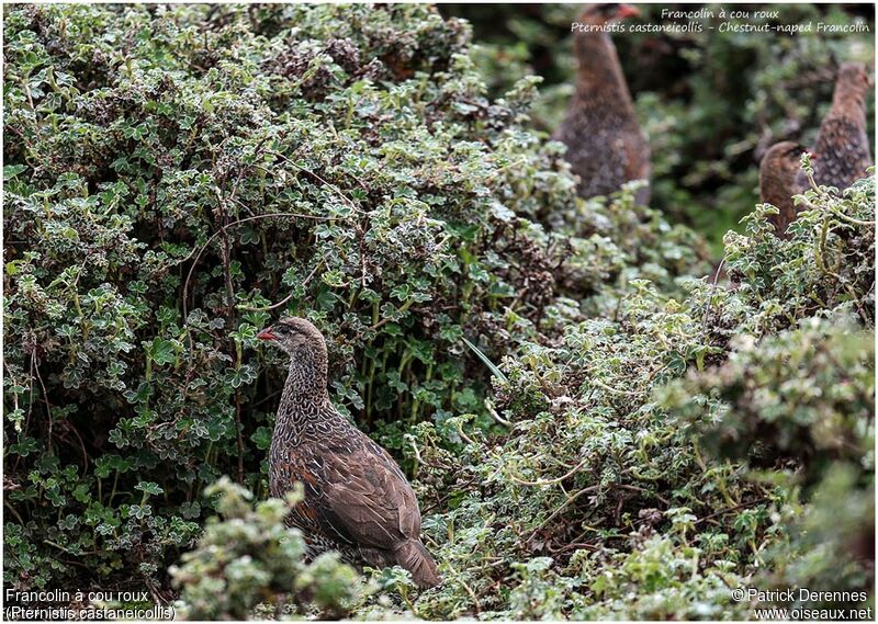 Chestnut-naped Spurfowladult, identification