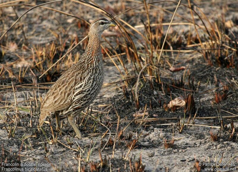 Francolin à double éperon