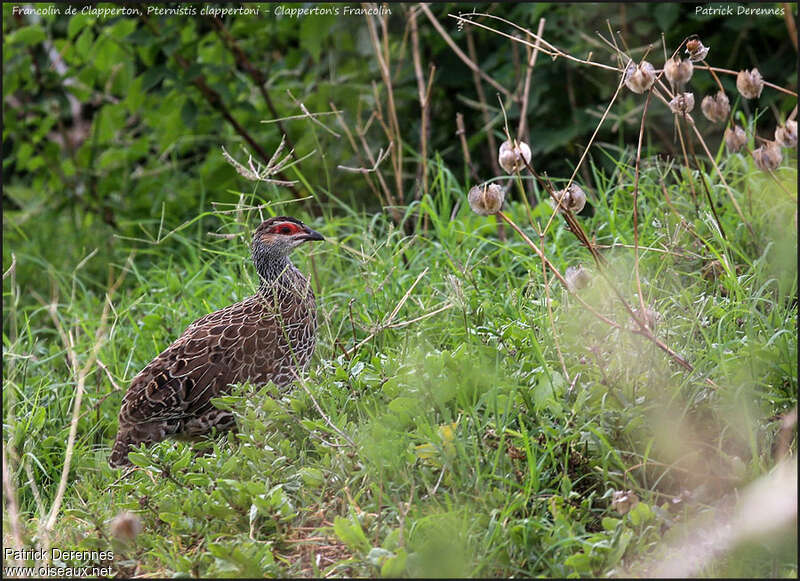 Francolin de Clappertonadulte, identification