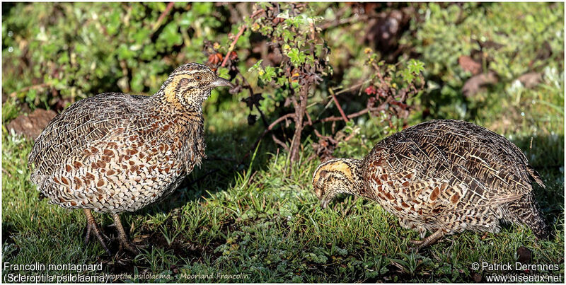 Francolin montagnardadulte, identification, régime, Comportement