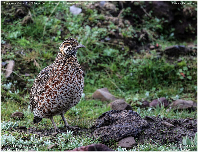 Francolin montagnardadulte, identification