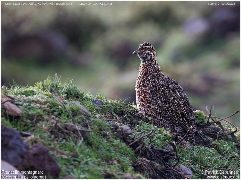 Francolin montagnardadulte, identification