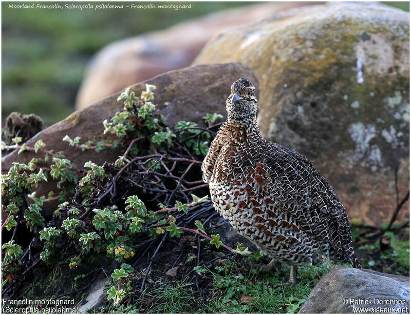 Moorland Francolinadult, identification