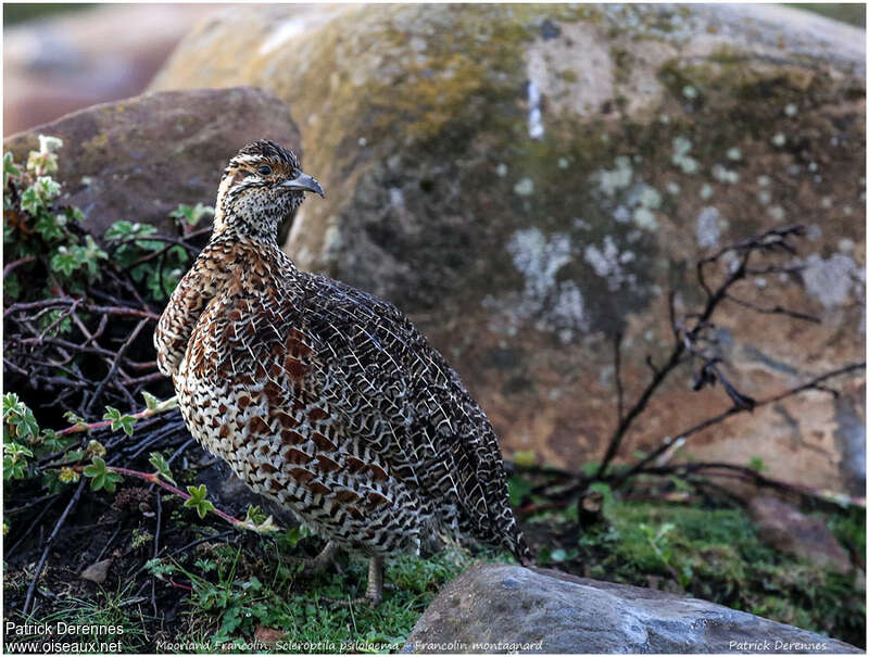 Francolin montagnardadulte, identification