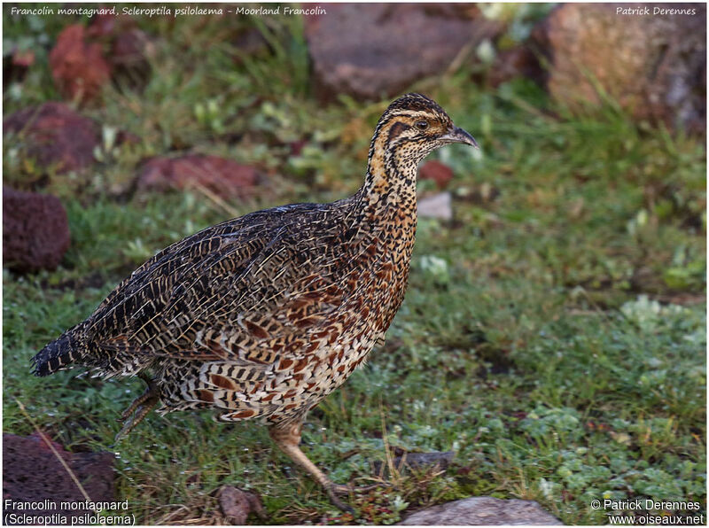 Francolin montagnardadulte, identification