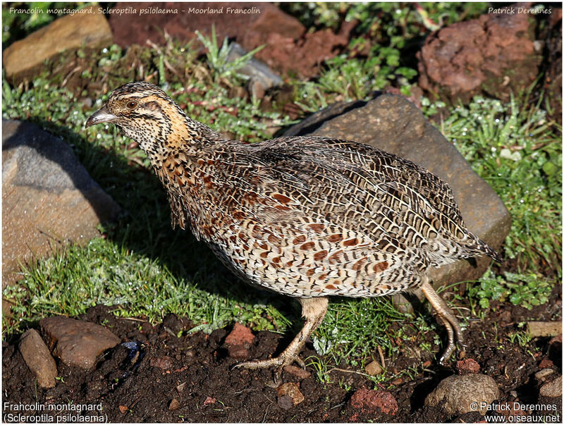 Moorland Francolinadult, identification