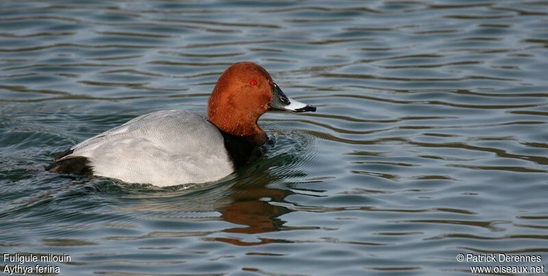 Common Pochardadult breeding