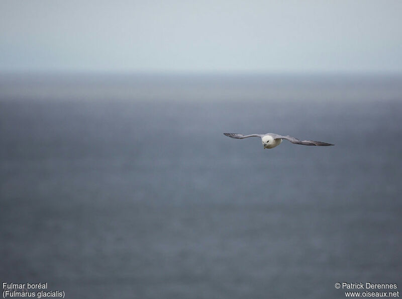 Fulmar boréaladulte, Vol