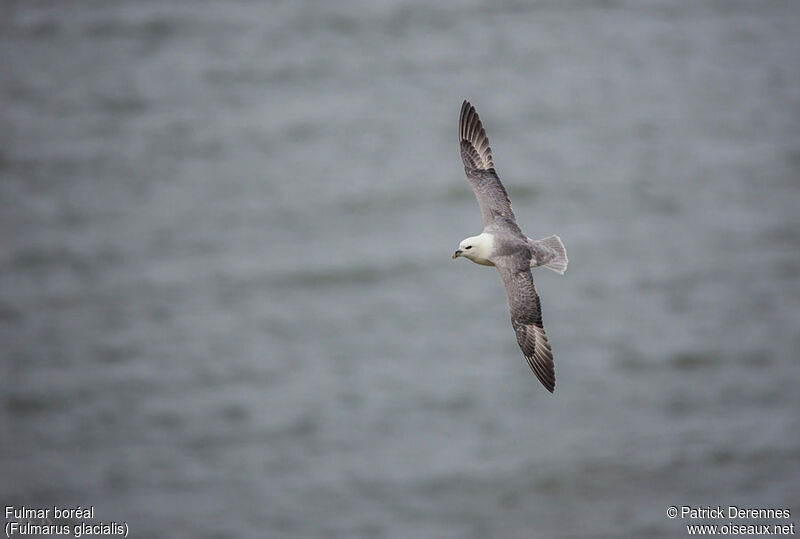 Northern Fulmaradult, Flight