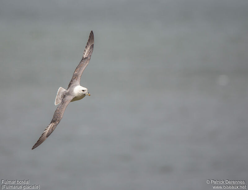 Fulmar boréaladulte, Vol