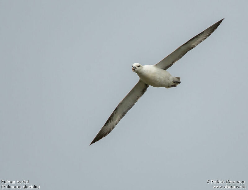 Fulmar boréaladulte, Vol