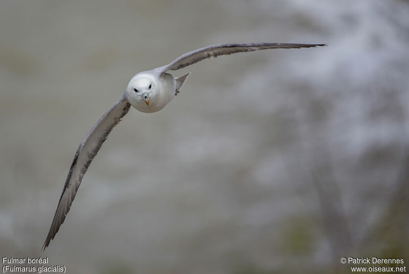 Fulmar boréaladulte, Vol