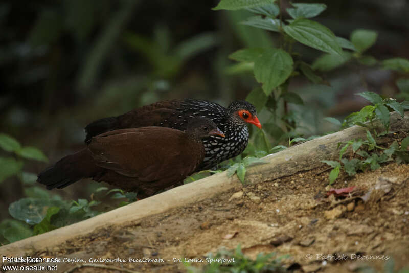 Galloperdrix de Ceylanadulte, habitat