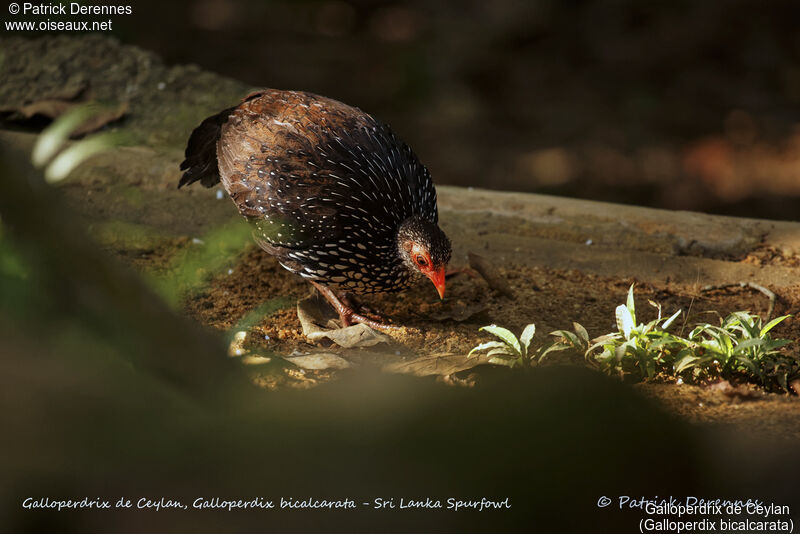 Galloperdrix de Ceylan mâle, identification, habitat