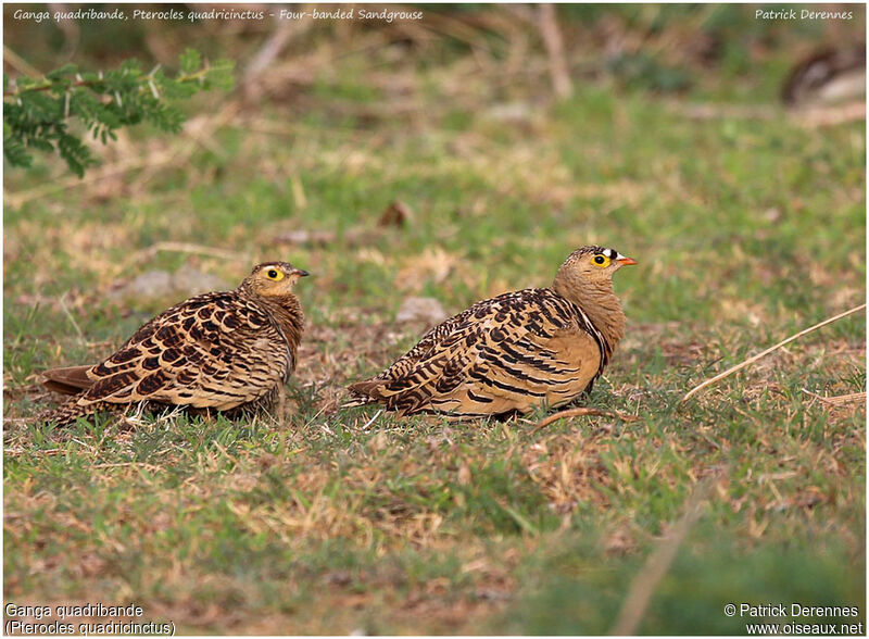 Four-banded Sandgrouse adult, identification