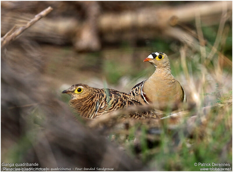 Four-banded Sandgrouse adult, identification