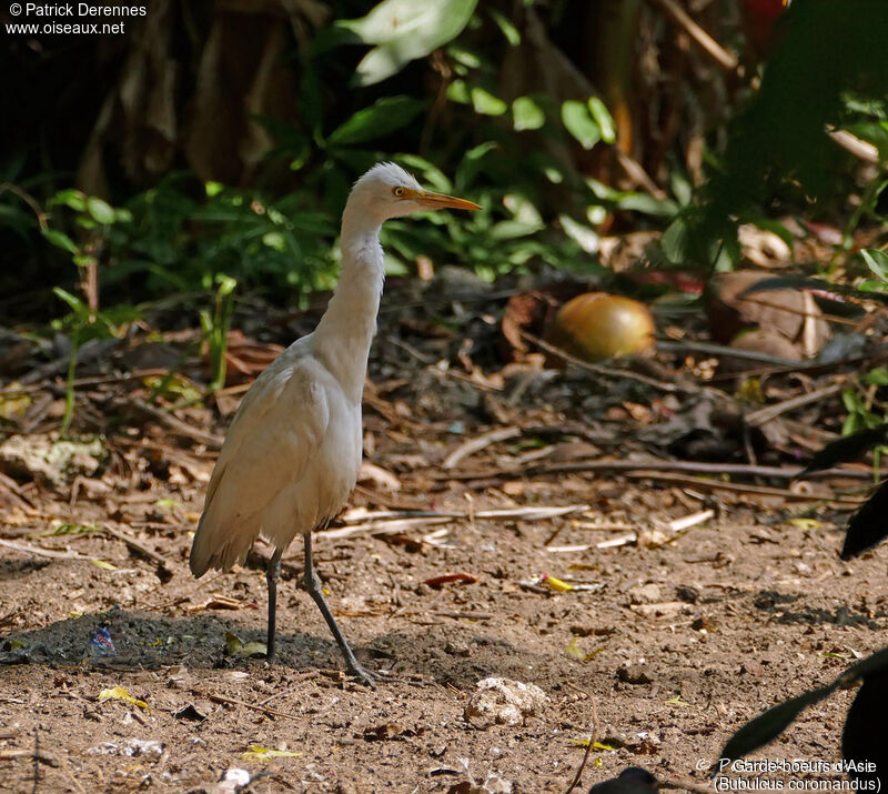 Eastern Cattle Egret, identification, habitat