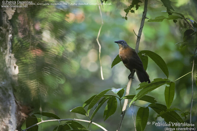 Ashy-headed Laughingthrush, identification, habitat