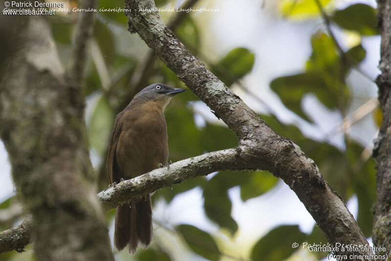 Garrulaxe à tête cendrée, identification, habitat