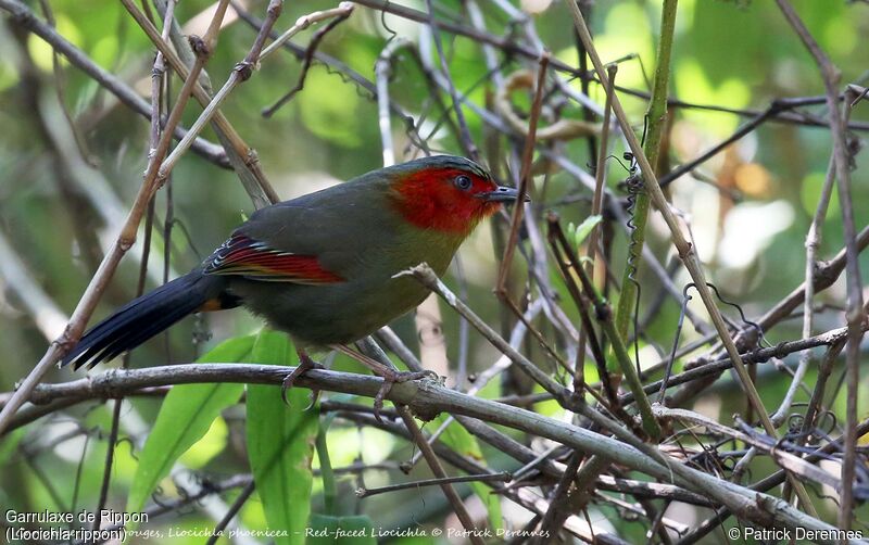 Scarlet-faced Liocichla