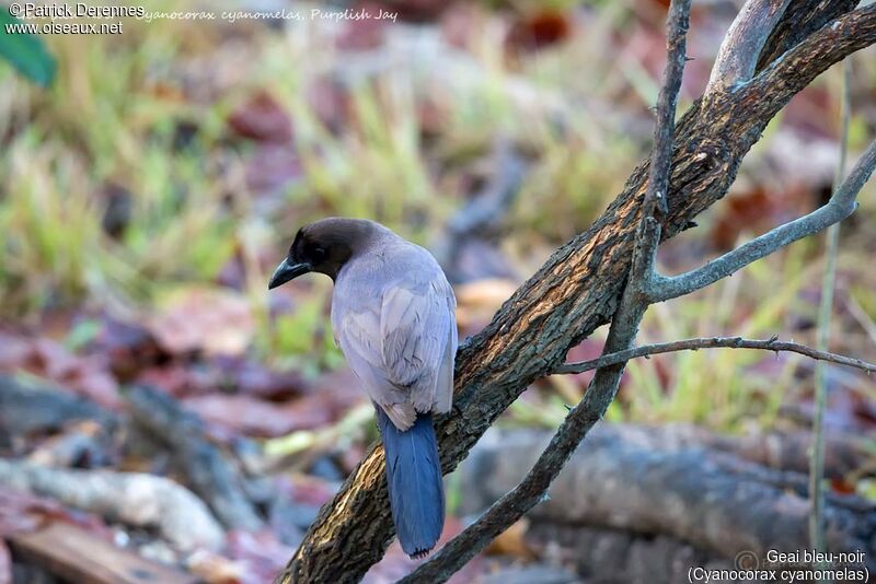 Geai bleu-noir, identification, habitat