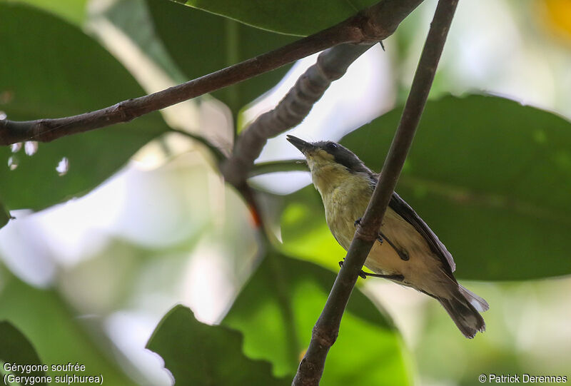 Golden-bellied Gerygone, song