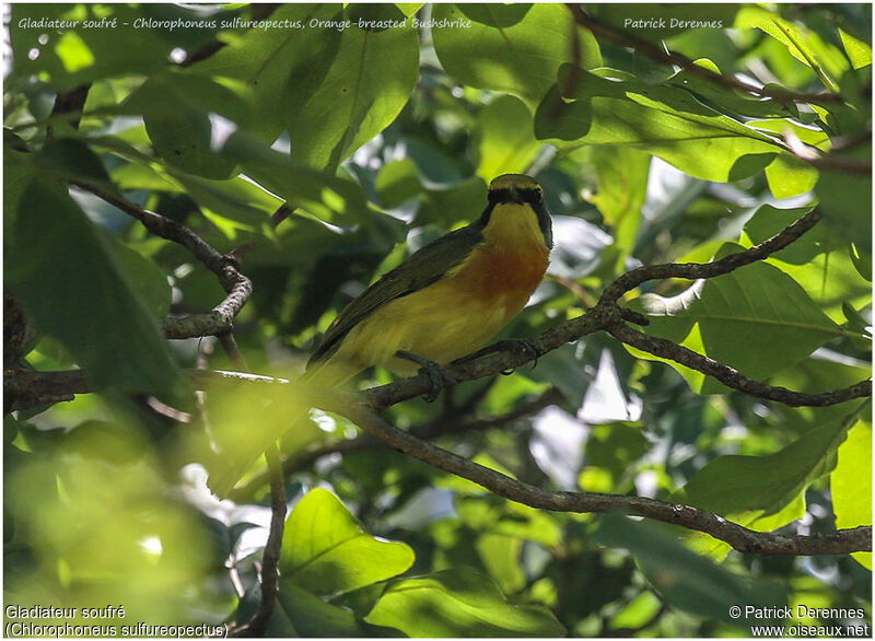 Orange-breasted Bushshrikeadult, identification