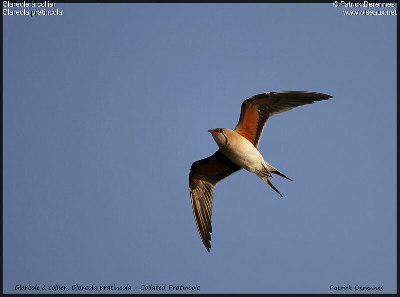 Collared Pratincole, Flight