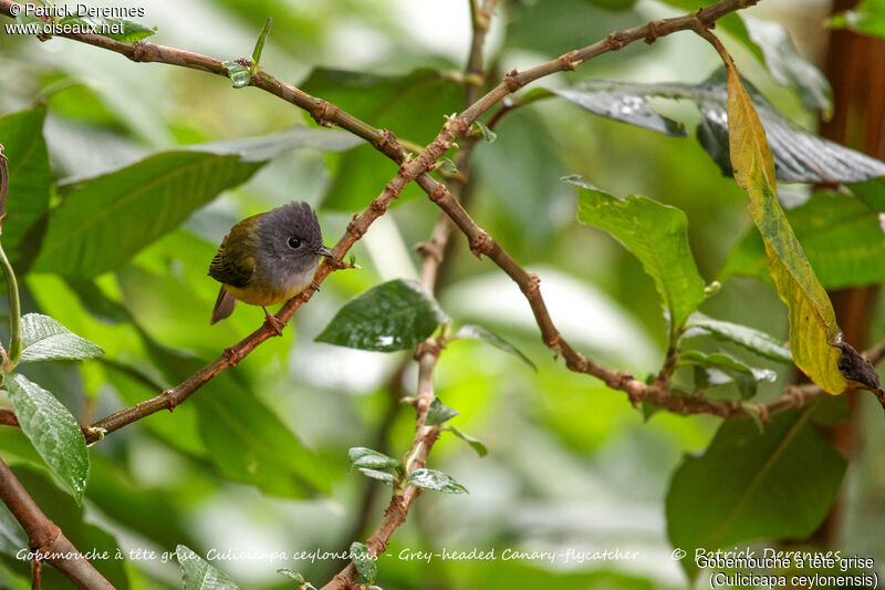 Gobemouche à tête grise, identification, habitat