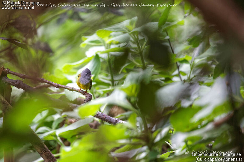 Grey-headed Canary-flycatcher, identification, habitat