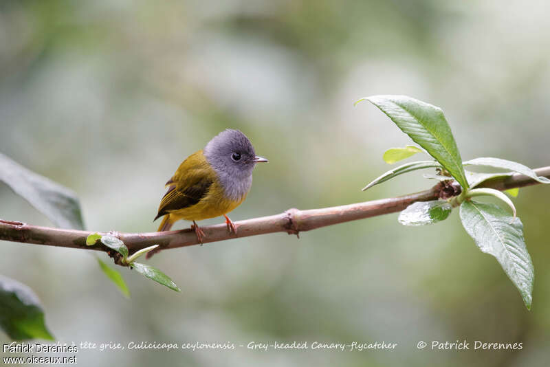 Grey-headed Canary-flycatcheradult, identification