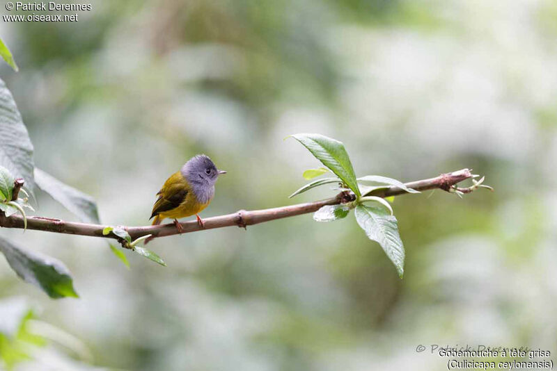 Grey-headed Canary-flycatcher, identification, habitat