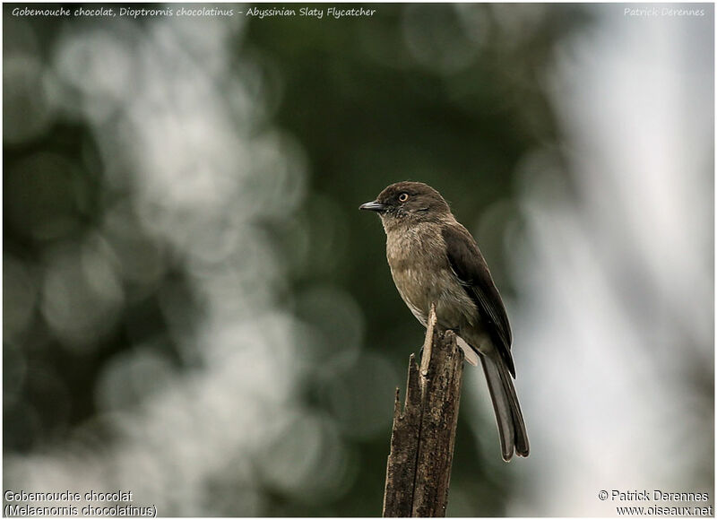 Abyssinian Slaty Flycatcheradult, identification