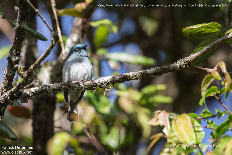 Dull-blue Flycatcheradult, habitat