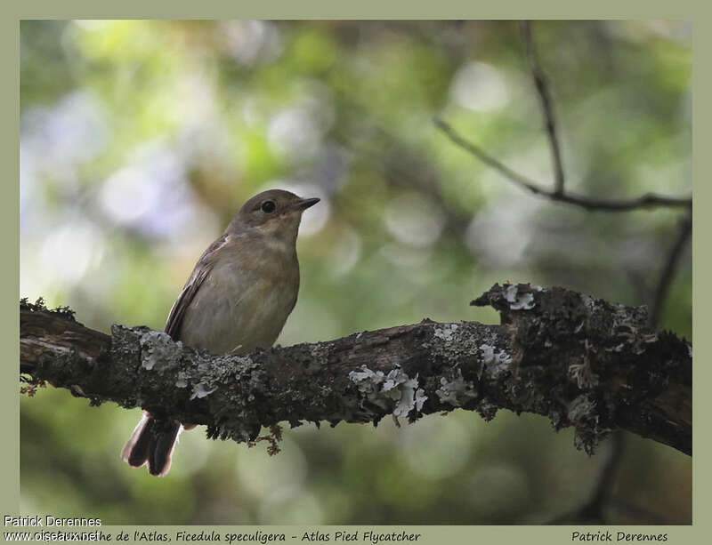 Atlas Pied Flycatcher female adult, habitat, pigmentation