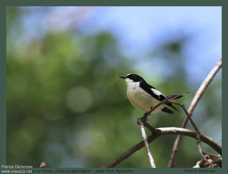 Atlas Pied Flycatcher male adult, pigmentation, Behaviour