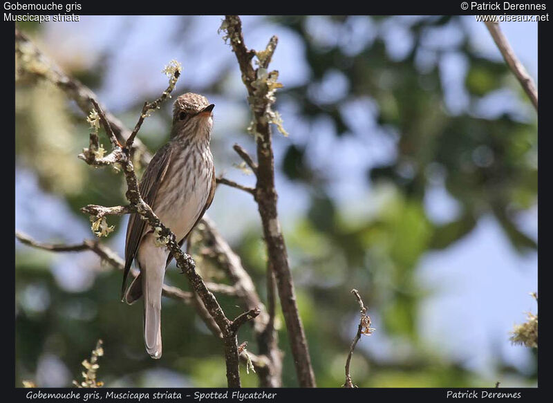 Spotted Flycatcher, identification