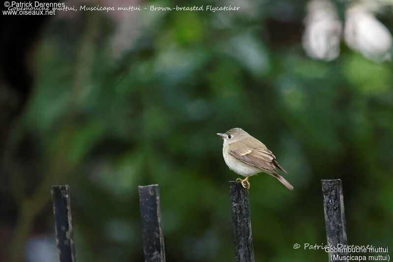 Brown-breasted Flycatcher, identification