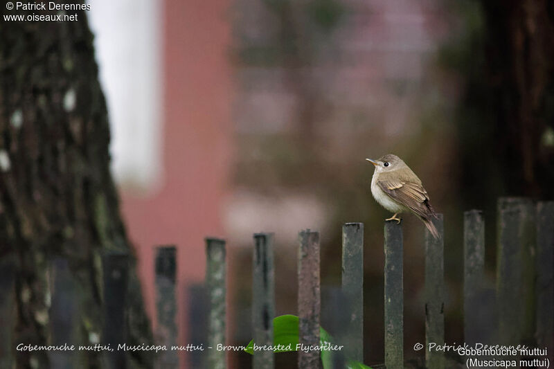 Brown-breasted Flycatcher, identification