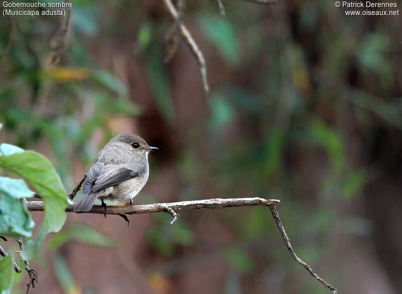 African Dusky Flycatcher