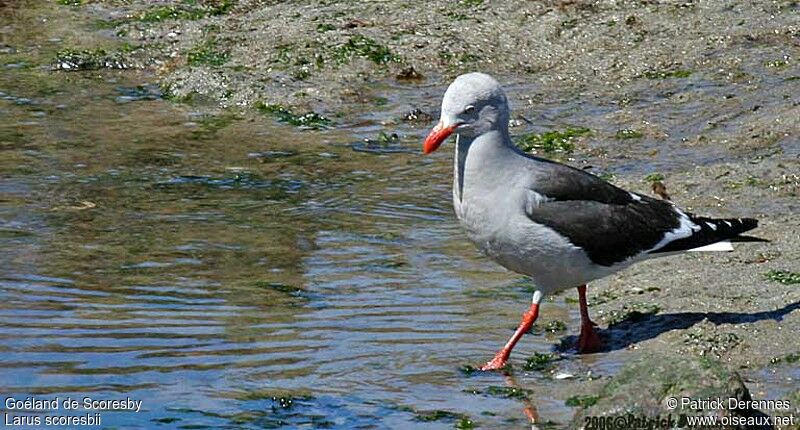 Dolphin Gull