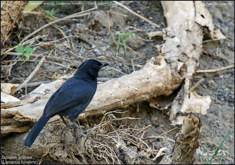 Slate-colored Boubouadult, identification, Behaviour