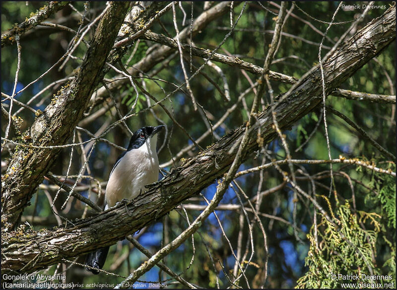 Gonolek d'Abyssinieadulte, identification