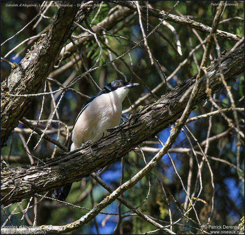 Ethiopian Boubouadult, identification