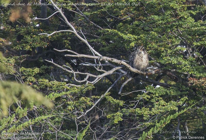 Grand-duc de Magellan, identification, habitat