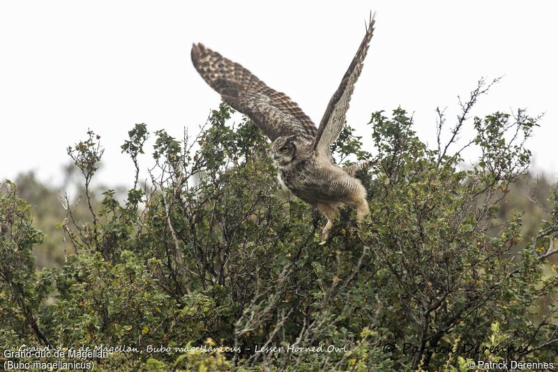 Lesser Horned Owl