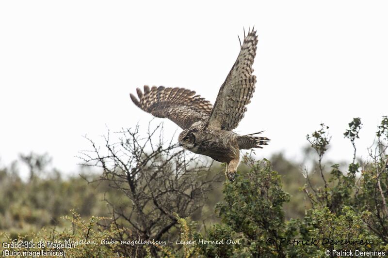 Lesser Horned Owl