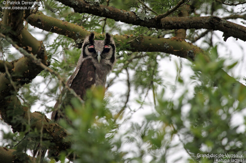 Verreaux's Eagle-Owl