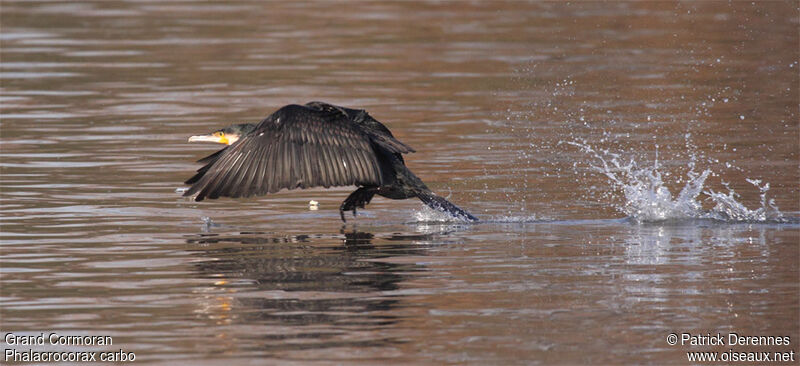 Great Cormorantadult post breeding, Flight